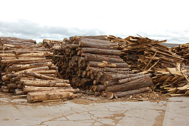 seasoned hardwood logs